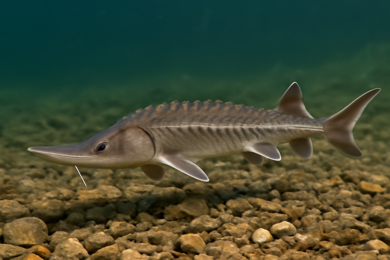 Shovelnose Sturgeons