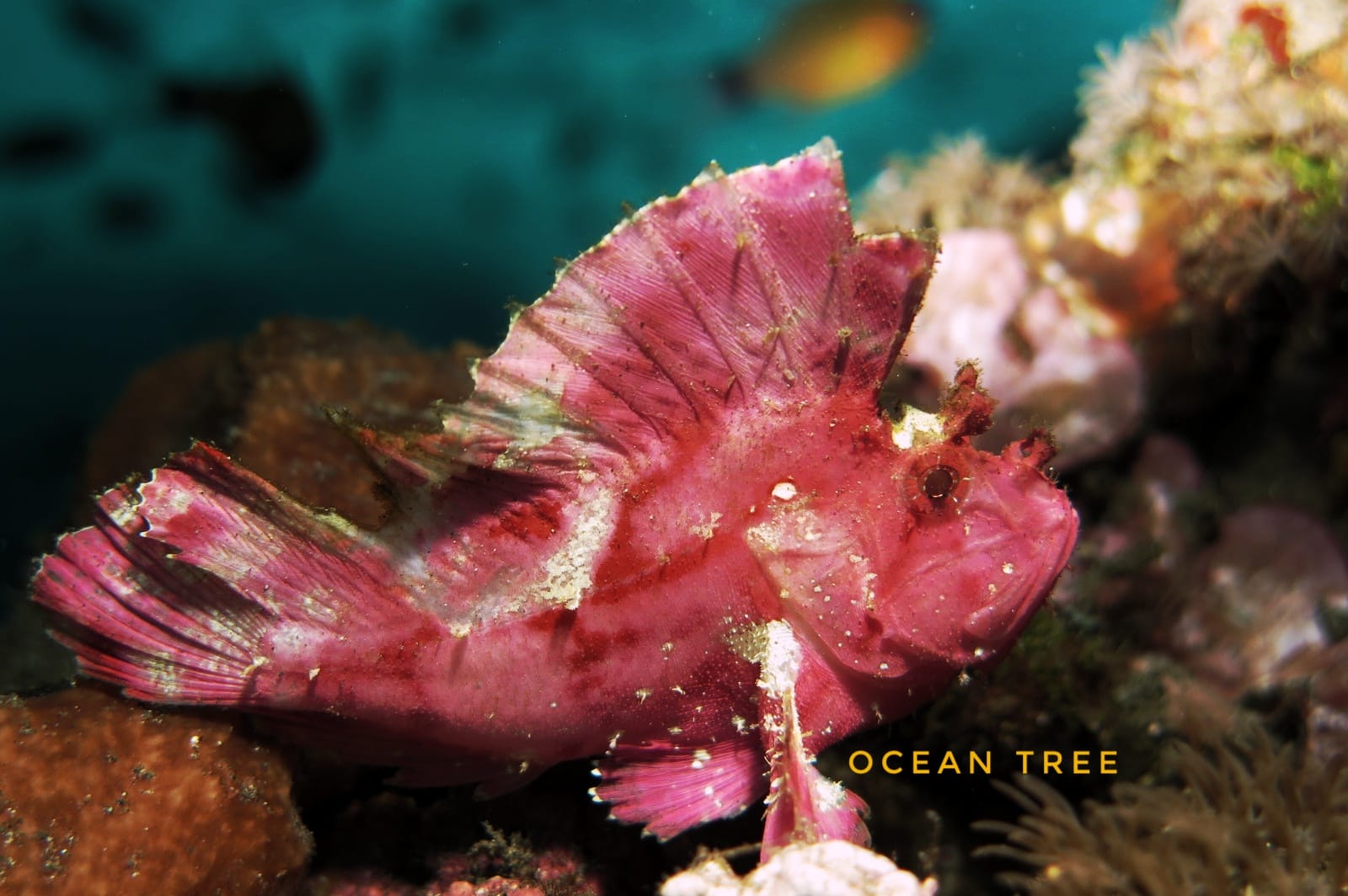 Diving in Jemeluk Bay, Amed, Bali