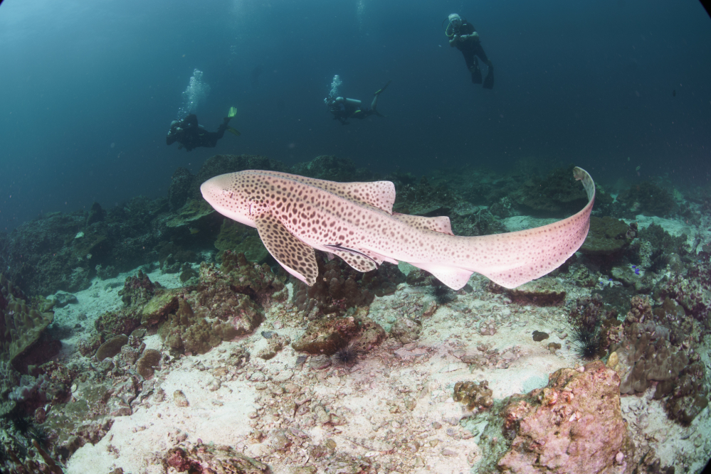Koh Bida Leopard Sharks