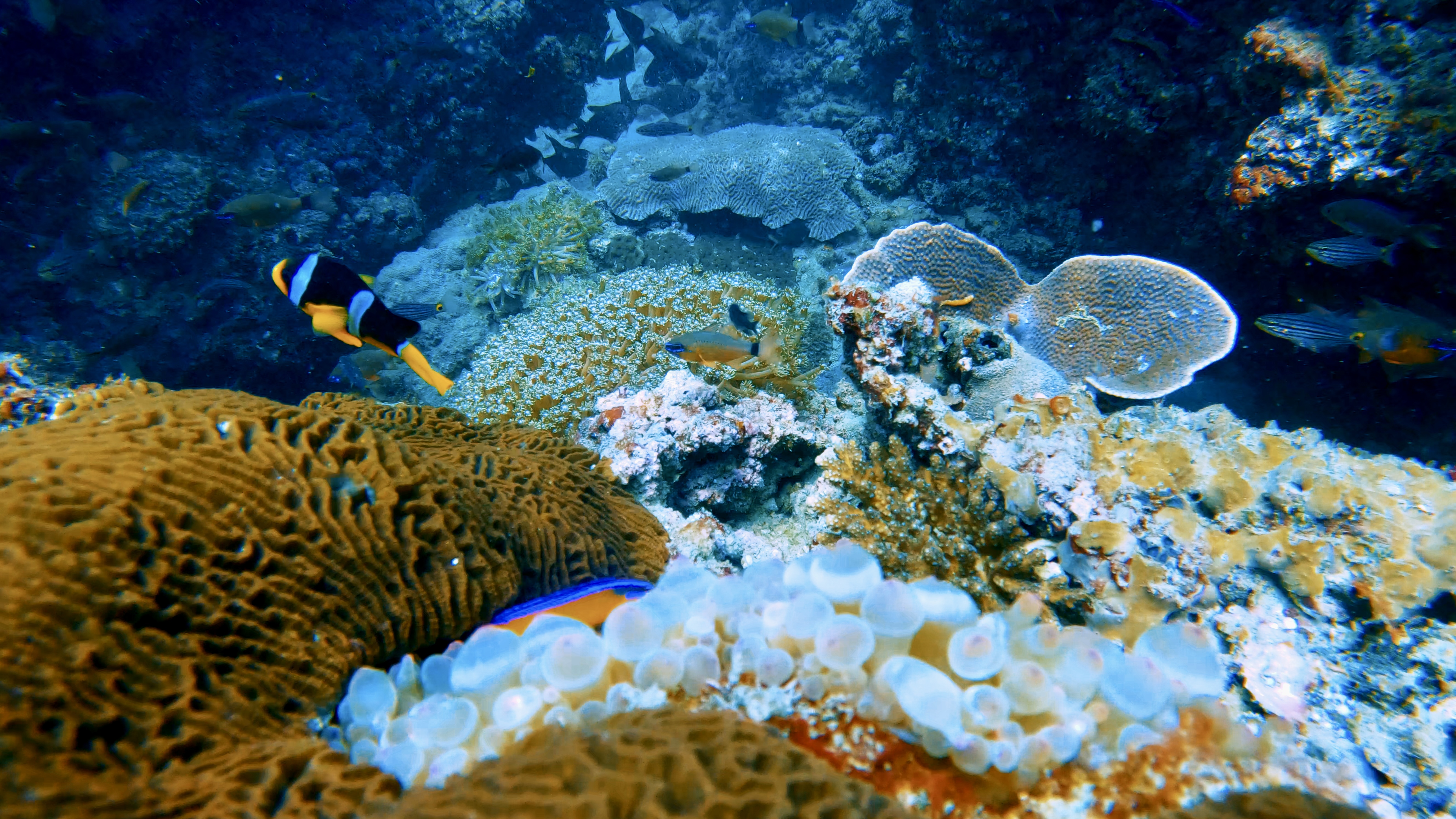 QTours PADI 5-Star Dive Resort