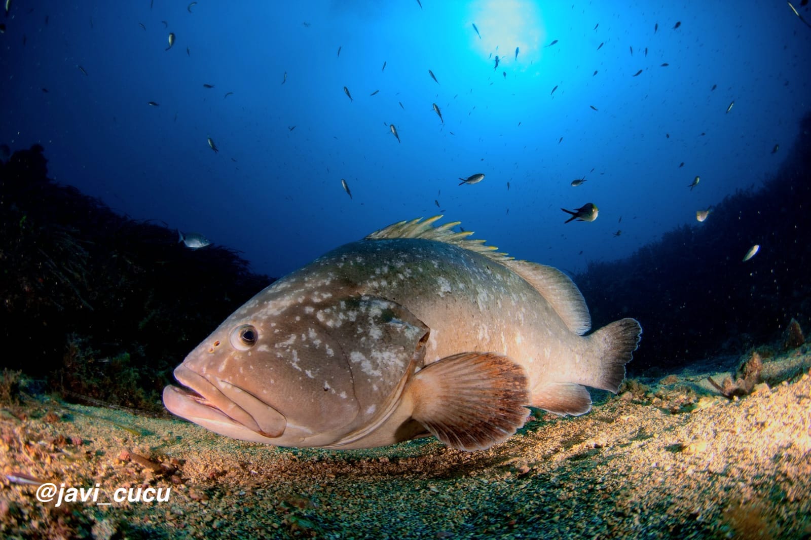 Vadum Maris Diving & Watersports
