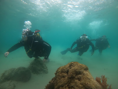 Centollo dive