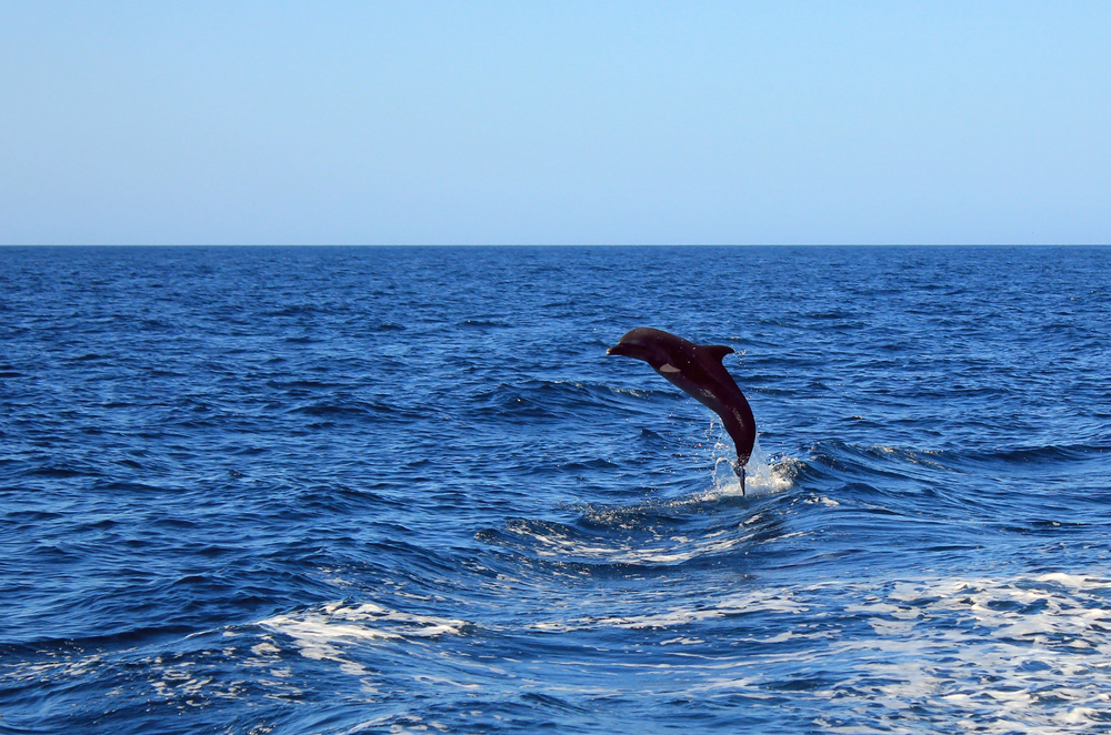 Catalina Islands