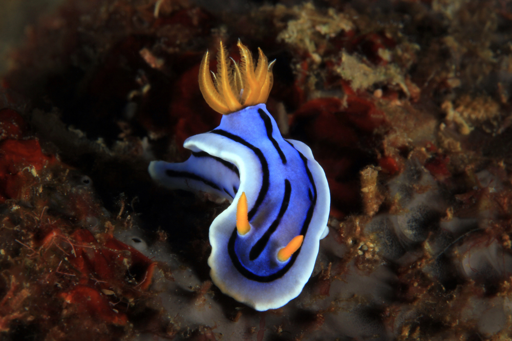 Anilao
