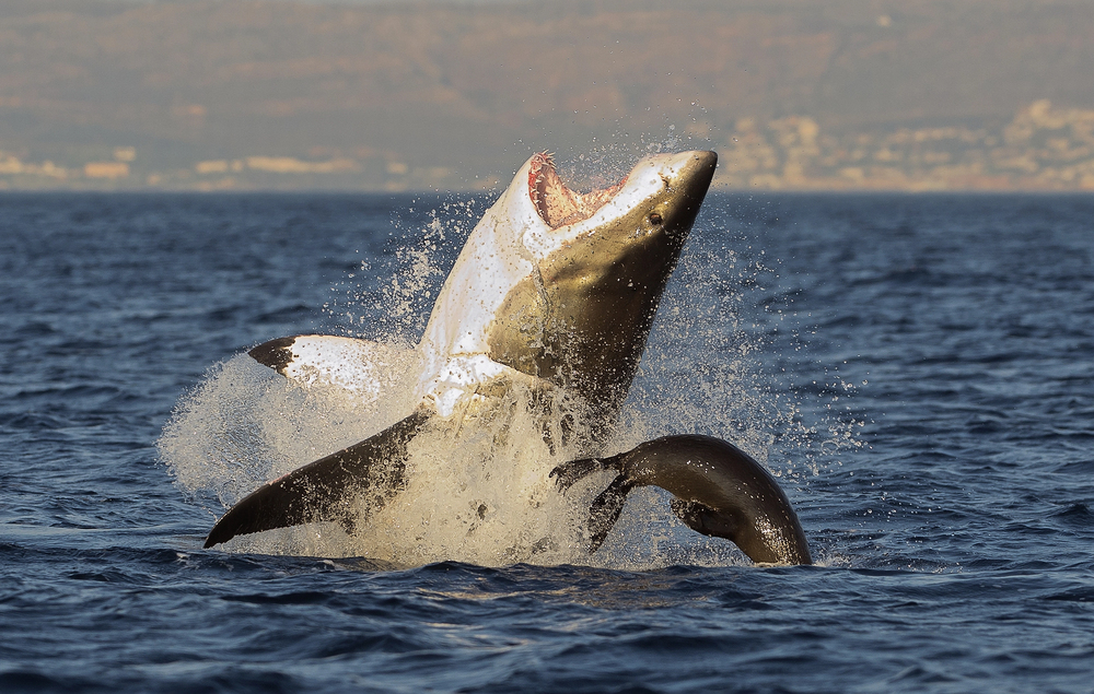 False Bay