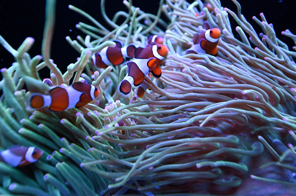 Ningaloo Reef