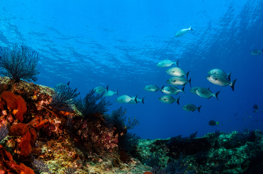 Sea of Cortez