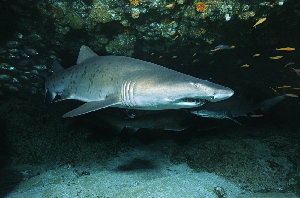 Aliwal Shoal