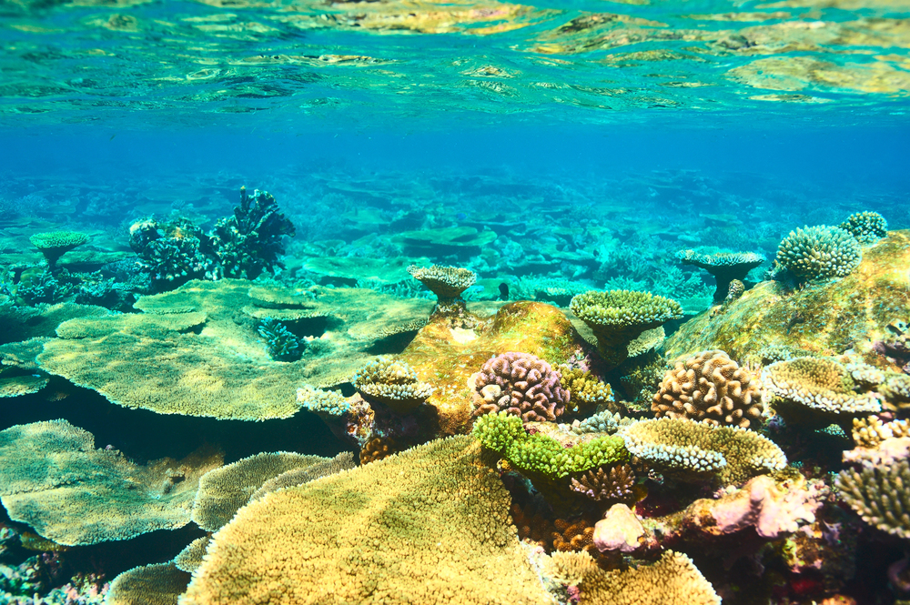 Ari Atoll