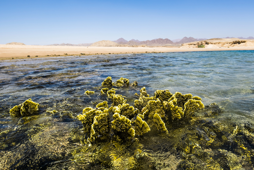 Ras Mohammed National Park