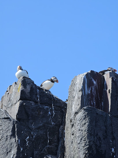 Farne Island Divers