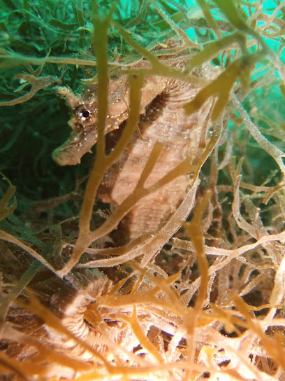 Bouley Bay Dive Centre