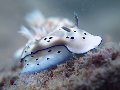LIKE SCUBA CENTER - SSI Freediving & Dive Center (Sabah)