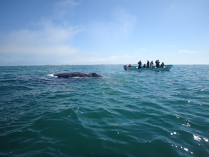 Baja Expeditions